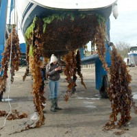 Colonial Sea Squirt sp
